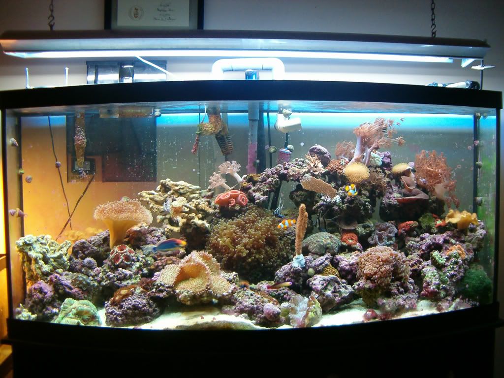 sun corals reef aquarium