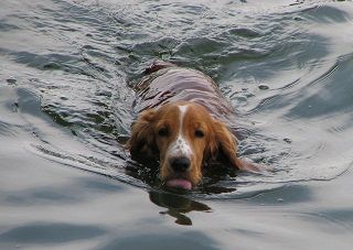  photo 1280px-Swimming_dog_bgiu_zps5b92c812.jpg