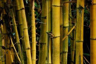 The Steps Used For Converting Bamboo Into Bamboo Cloth &amp; Bedding
