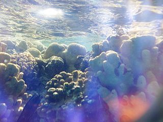 The Health of Our Coral Reefs
