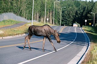 Solar Roadways