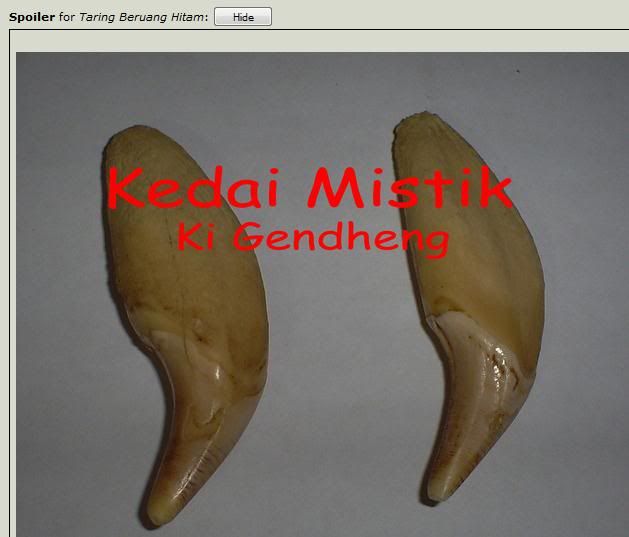 kuku taring macan asli terawat baik kaskus archive kuku taring macan asli terawat baik kaskus archive