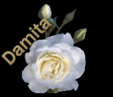 Rosedamita.gif picture by ArteByDamita2009