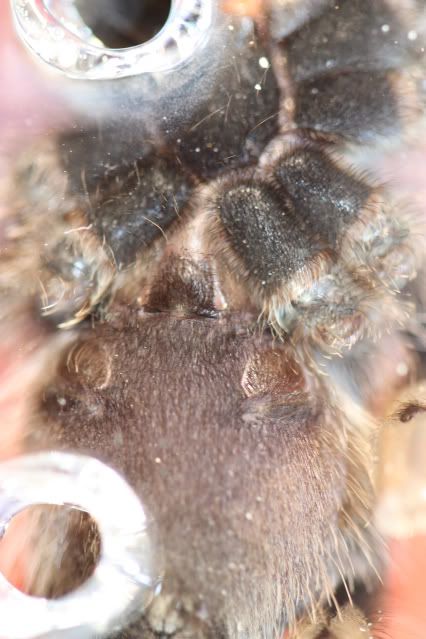 Avicularia Avicularia