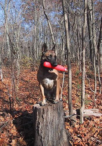 dog-training photo:personal protection dog training 