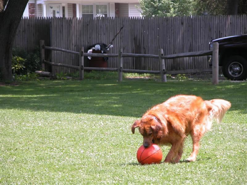 dog-training photo:dog training charlotte 