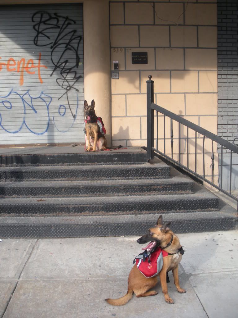 dog-training photo:dog walking training 
