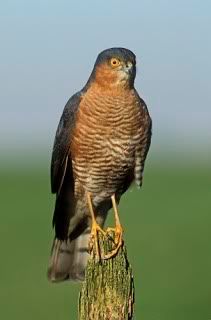 Sparrowhawk0001.jpg