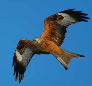 red-kite.jpg