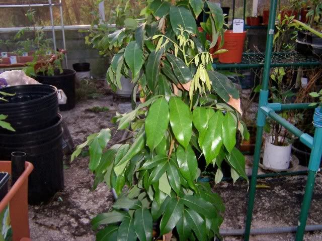 Lychee Tree