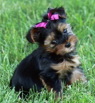 yorkshire terrier photo: yorkie yorkshire-terrier_cute.jpg