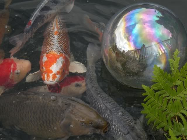 [Image: koi05.jpg]