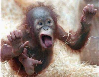 funny images of monkeys. FUNNY MONKEYS