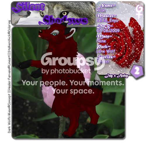 User Image