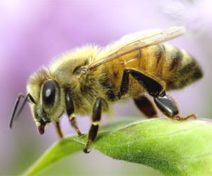 [PokeCommunity.com] łł Bzzzzzzzt! łł  -Bug Pokemon Fan Club-